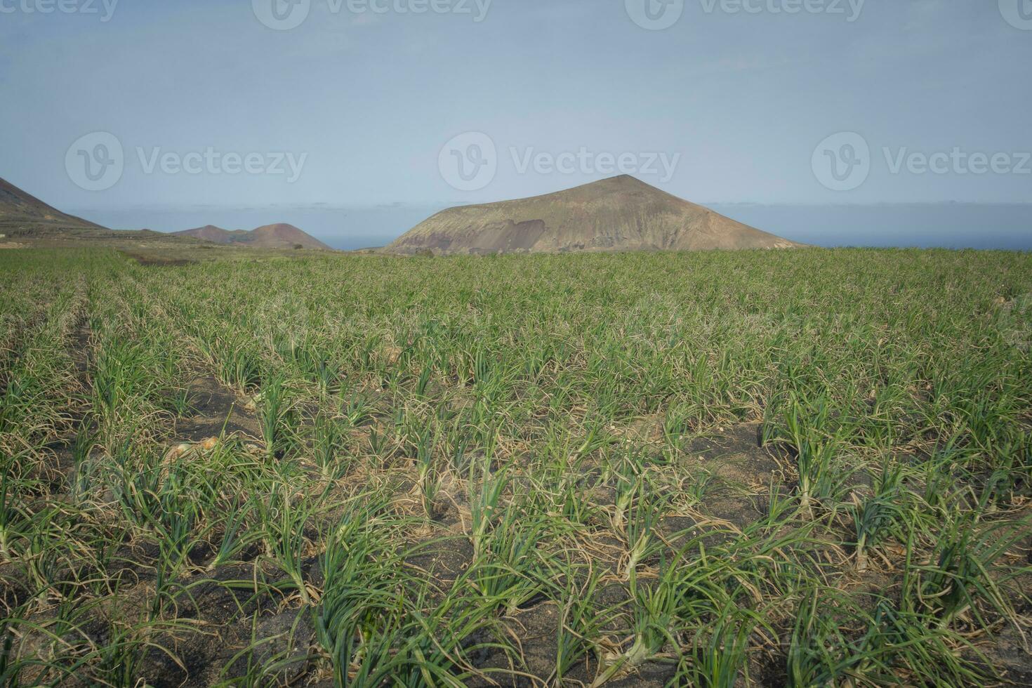 Crop field with onions. photo