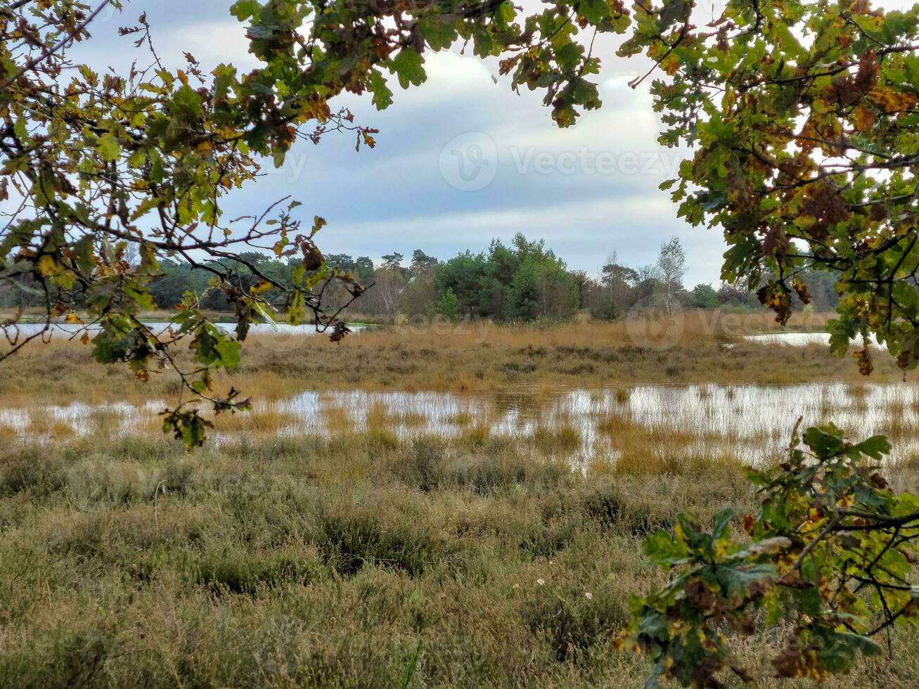View on the nature of Kampina reserve near Oisterwijk in the Netherlands. photo