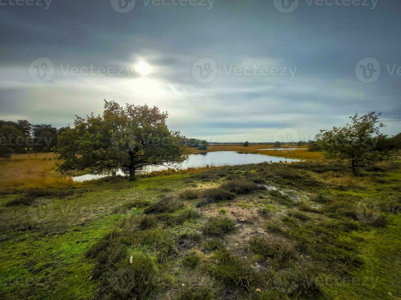 ver en zandbergsvennen en kampina naturaleza reserva cerca oisterwijk, Países Bajos foto