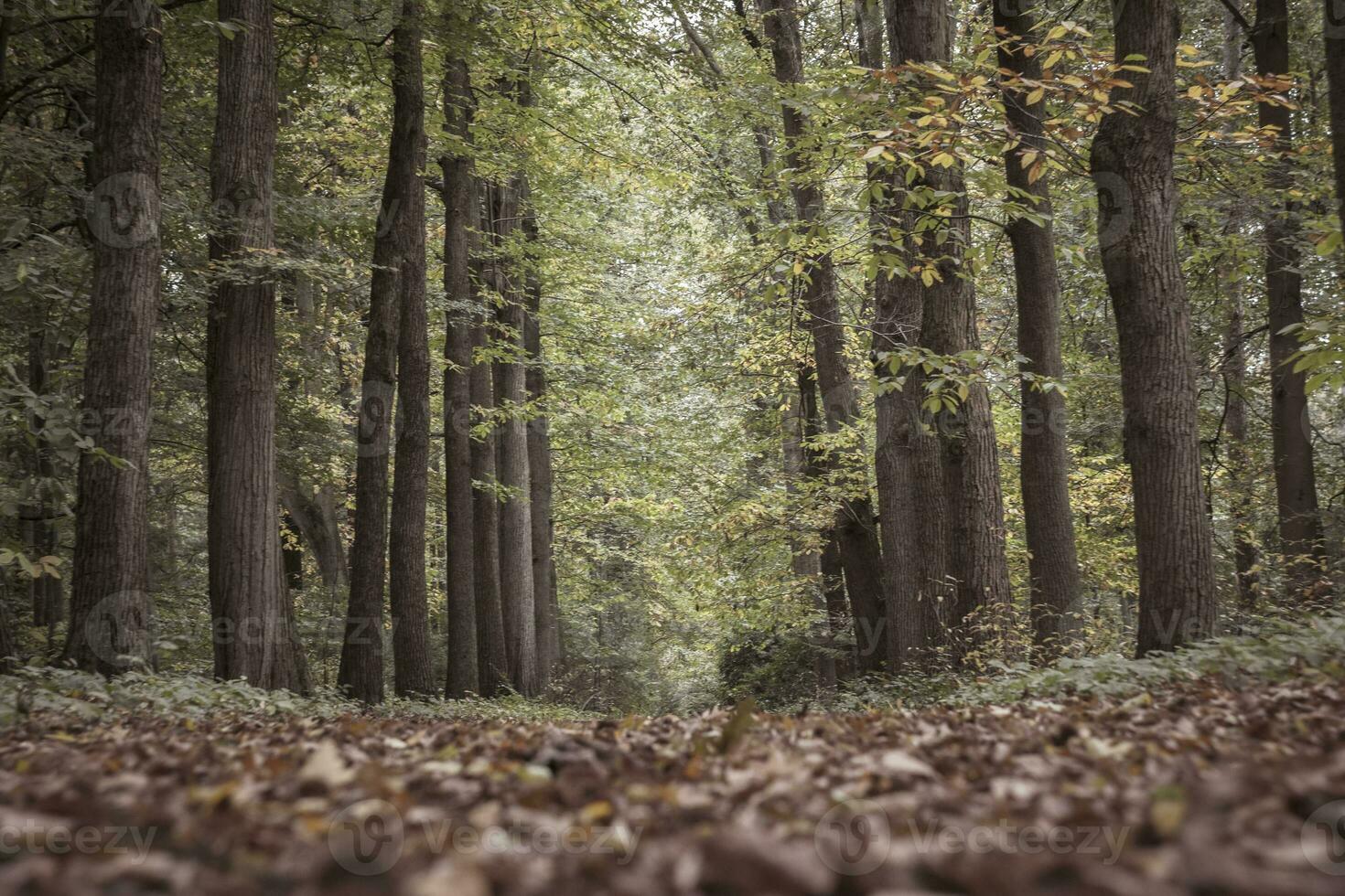 Tree-lined and autumn colored avenue in Mastenbos forest in Kapellen, Belgium photo
