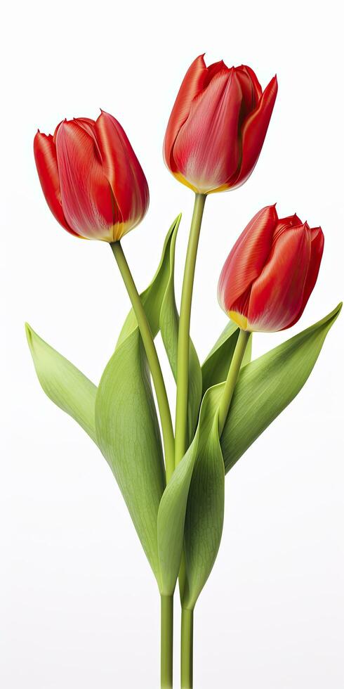 AI generated Red tulips isolated on white background. AI Generated photo