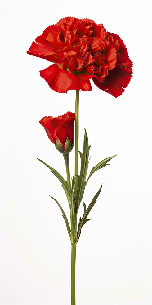 AI generated Red Carnation isolated on white background. AI Generated photo