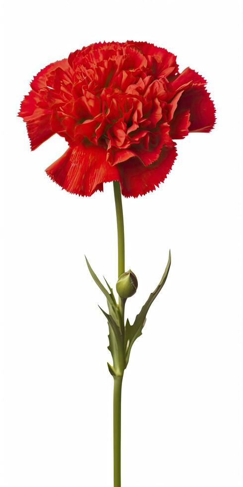 AI generated Red Carnation isolated on white background. AI Generated photo