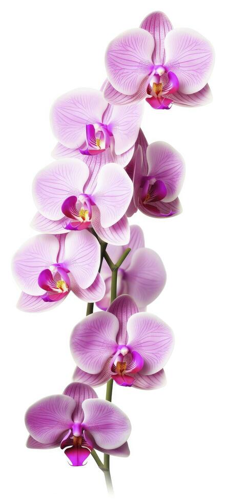 AI generated Pink Orchid isolated on white background. AI Generated photo