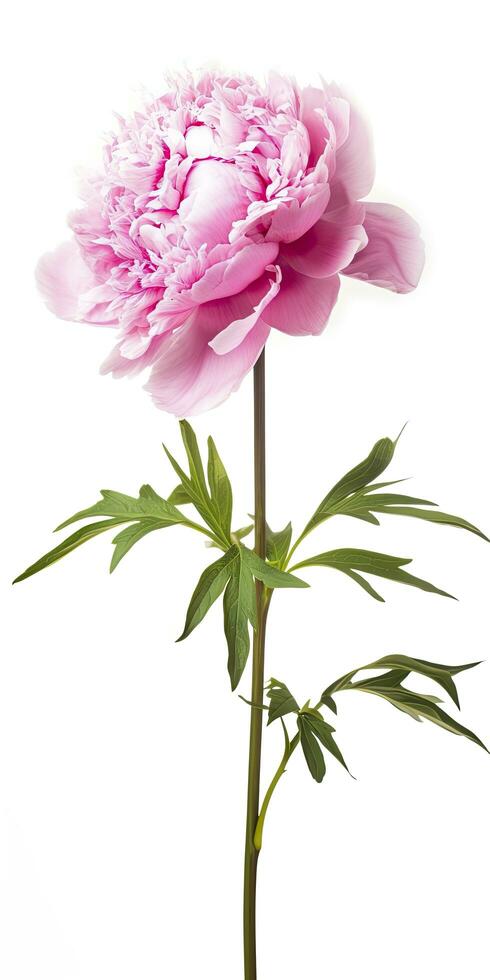 AI generated Peony isolated on white background. AI Generated photo