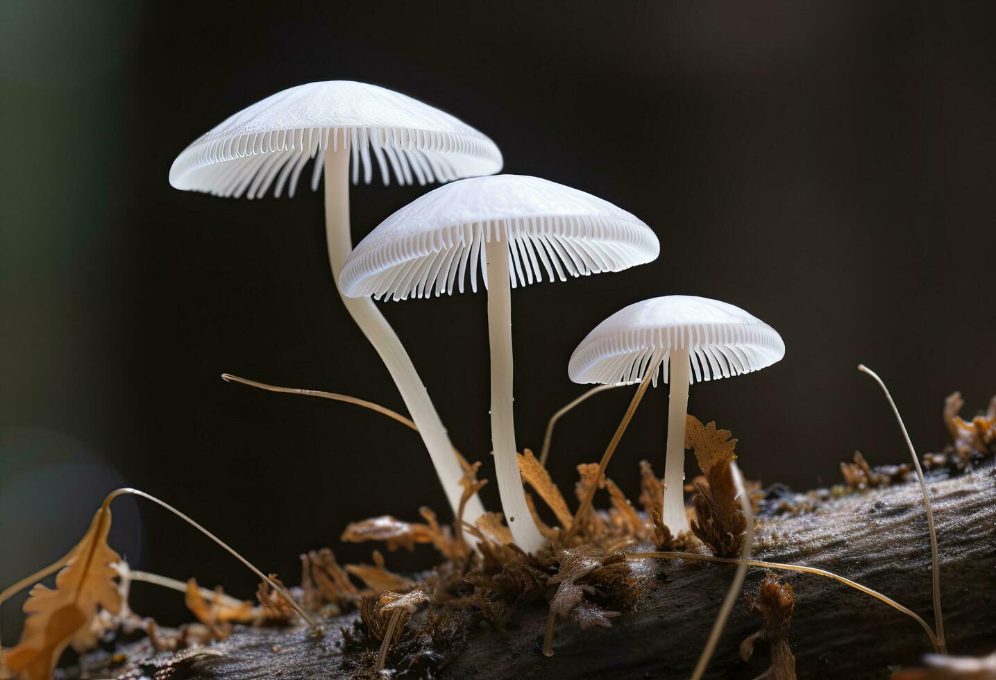 AI generated Hemimycena species mairei. AI Generated. photo