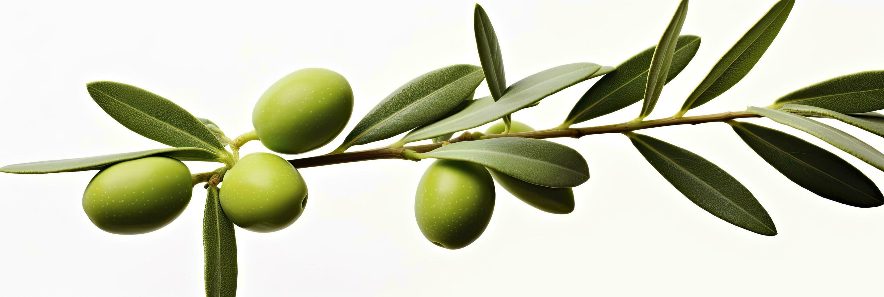 AI generated Olive tree branch, green olives and leaves on white background. AI Generated. photo