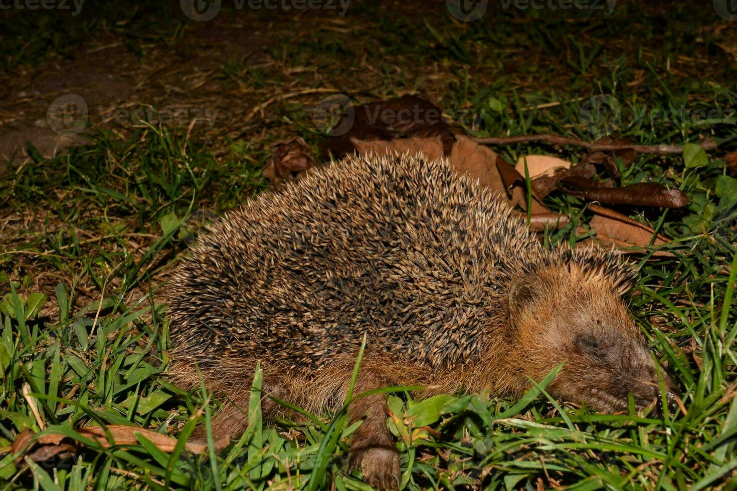 a hedgehog laying in the grass at night photo