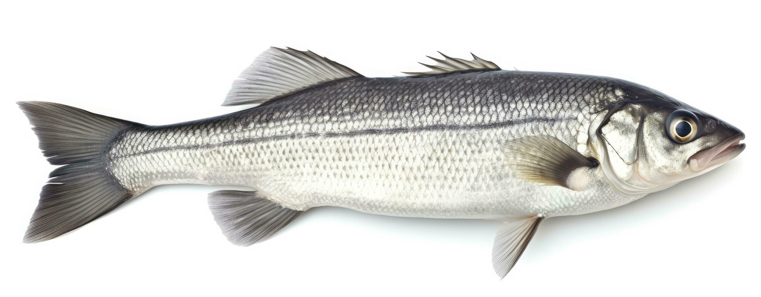 AI generated One fresh sea bass fish isolated on white background. AI Generated. photo