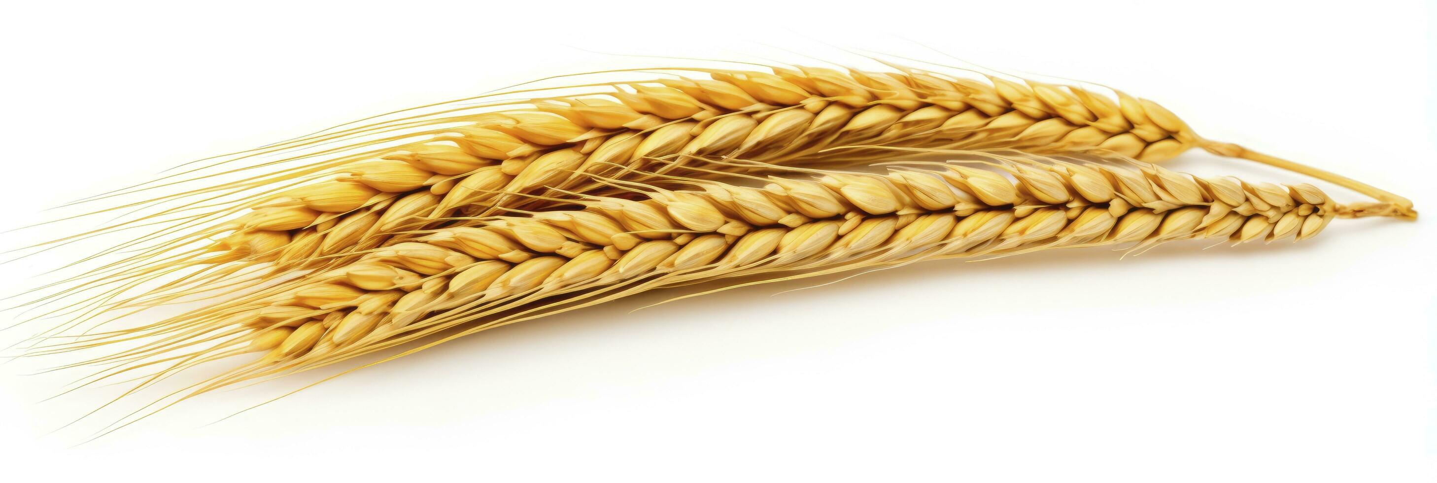 AI generated Wheat ears isolated on white background. AI Generated. photo