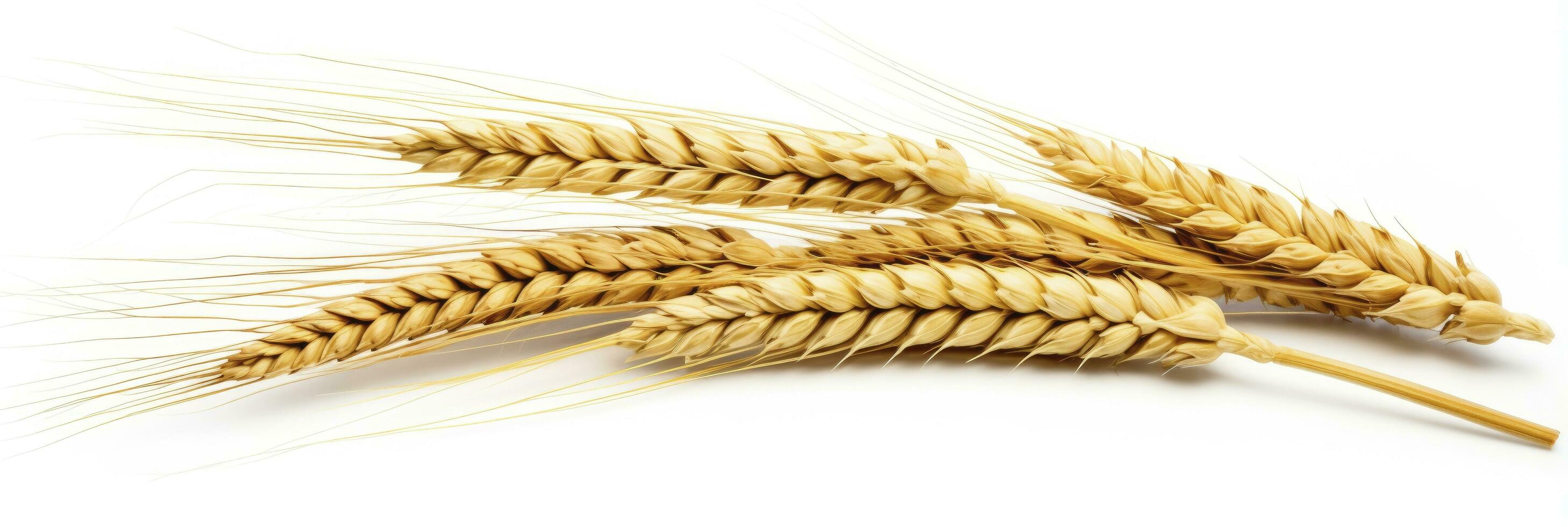 AI generated Wheat ears isolated on white background. AI Generated. photo
