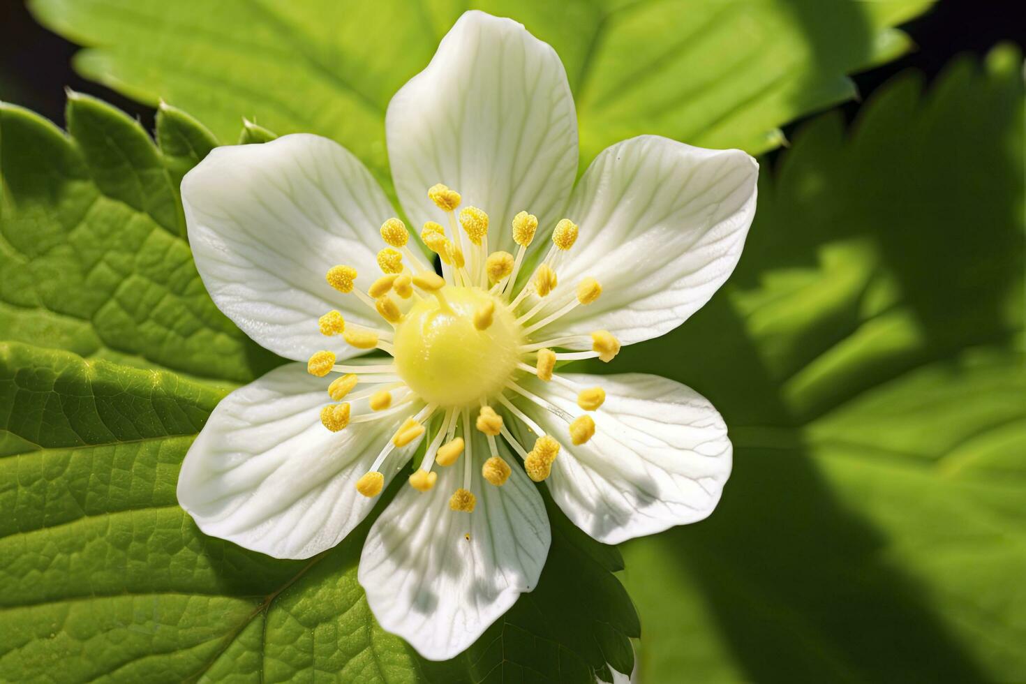 ai generado fresa flor. ai generado foto