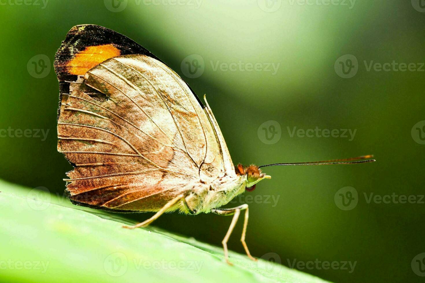 a brown butterfly is sitting on a green leaf photo