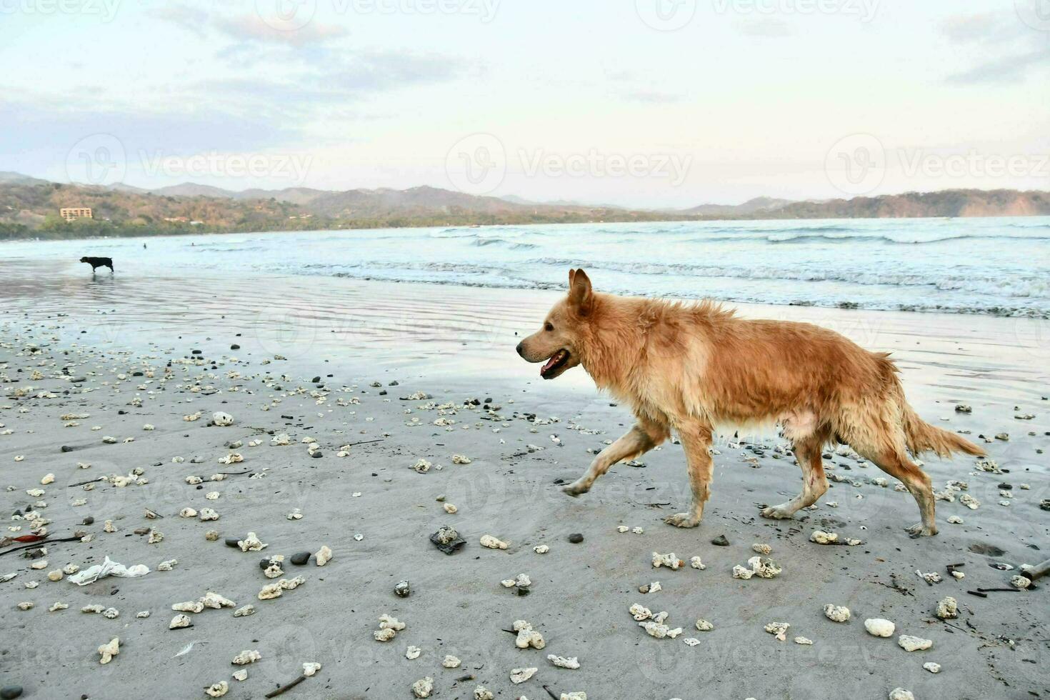 a dog walking on the beach with shells in the sand 35297522 Stock Photo at Vecteezy
