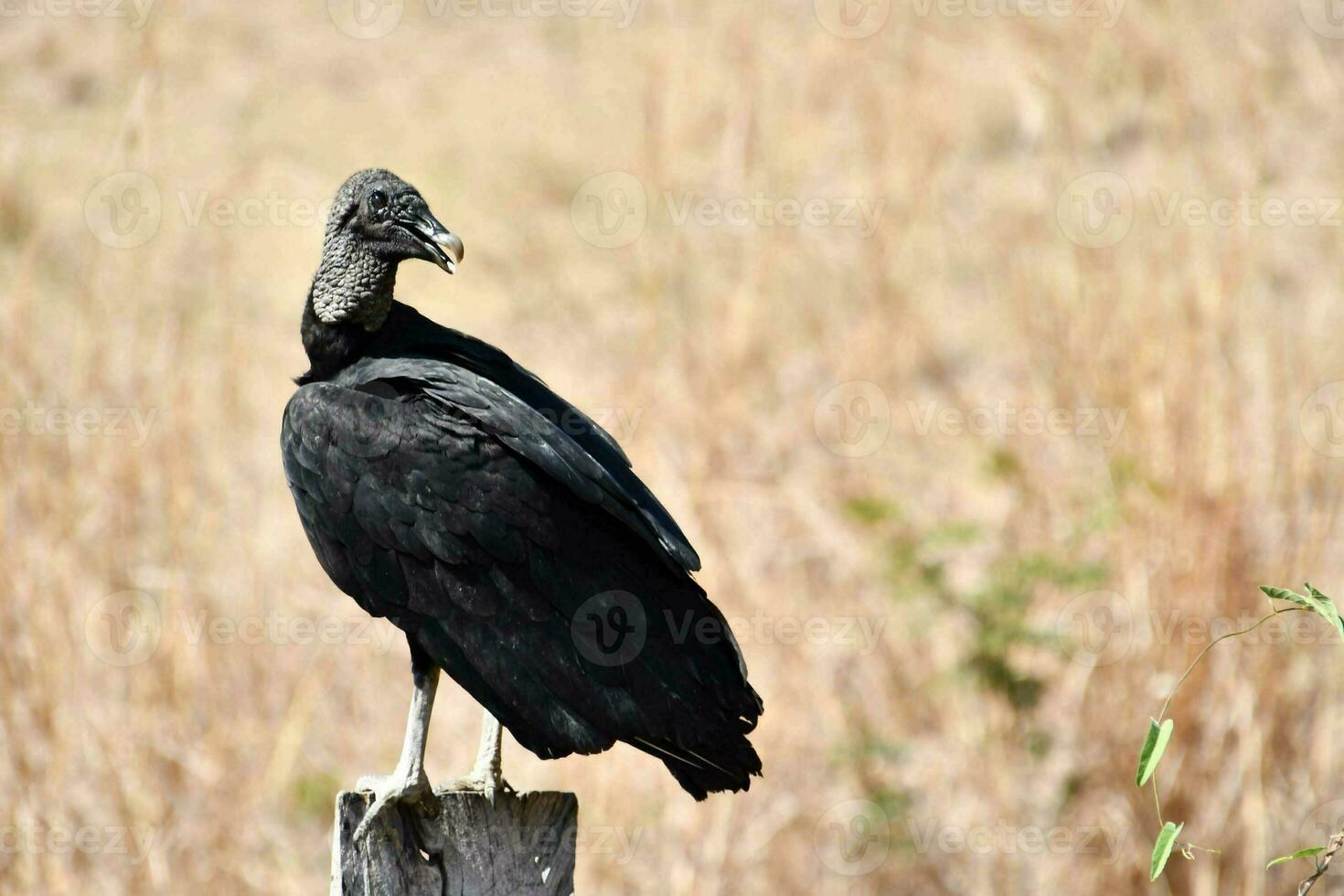 a vulture is perched on a wooden post in a field photo