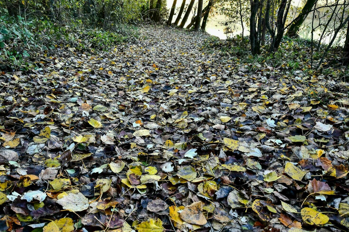 otoño hojas en el camino foto