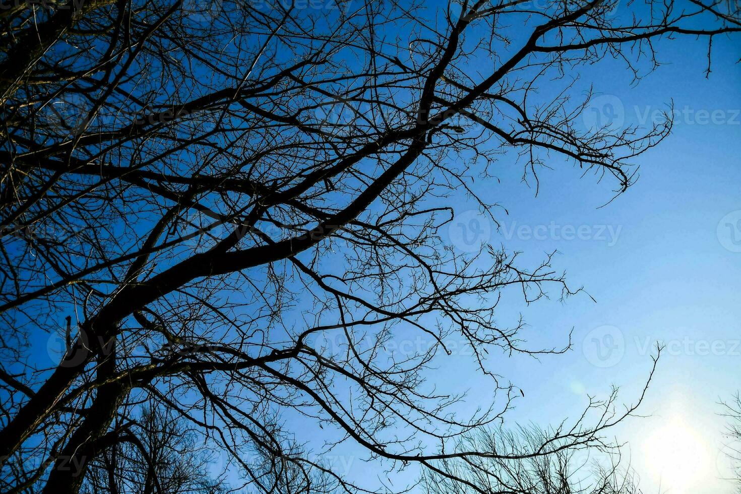 the sun shines through the branches of a tree photo