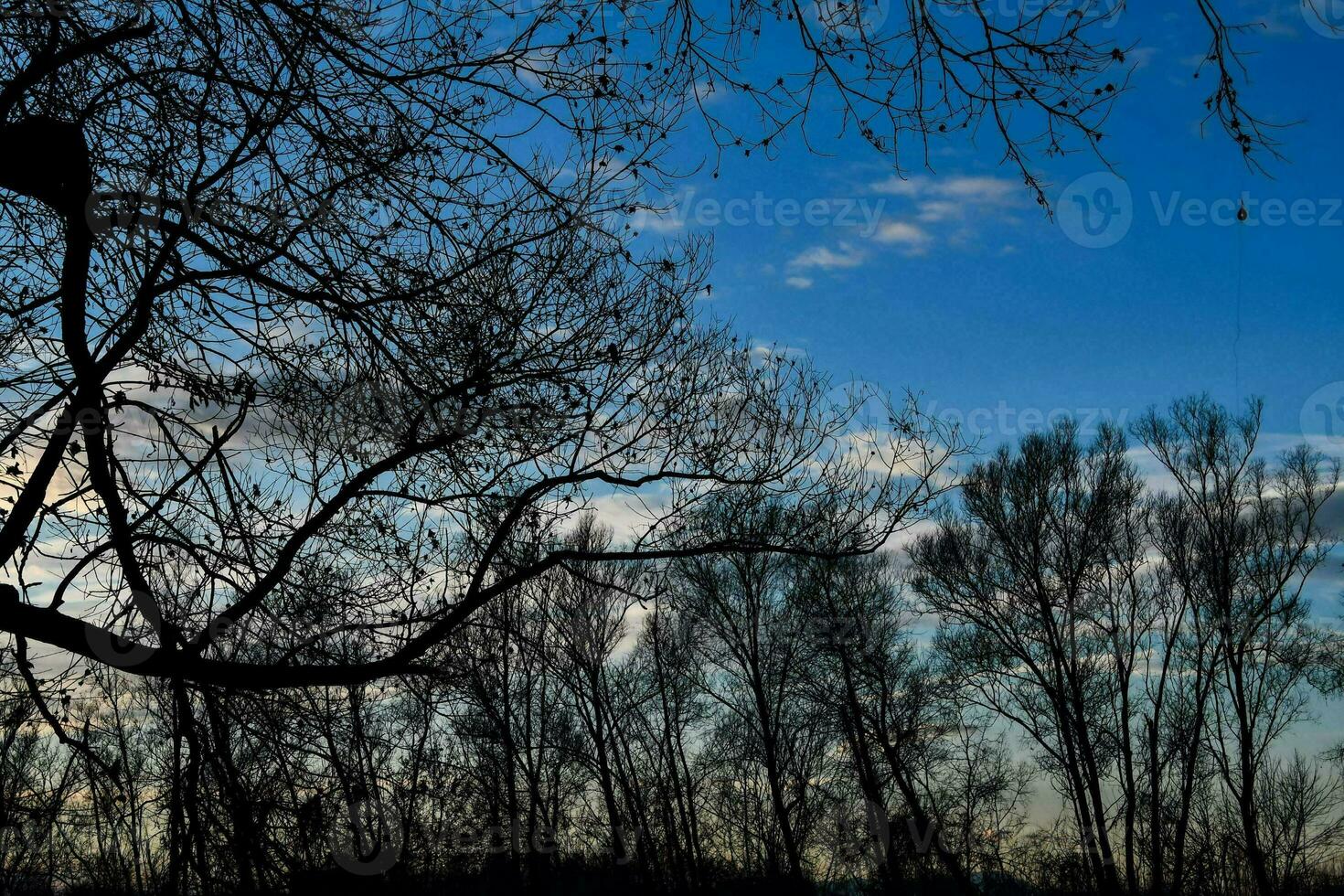trees with no leaves in front of a blue sky photo