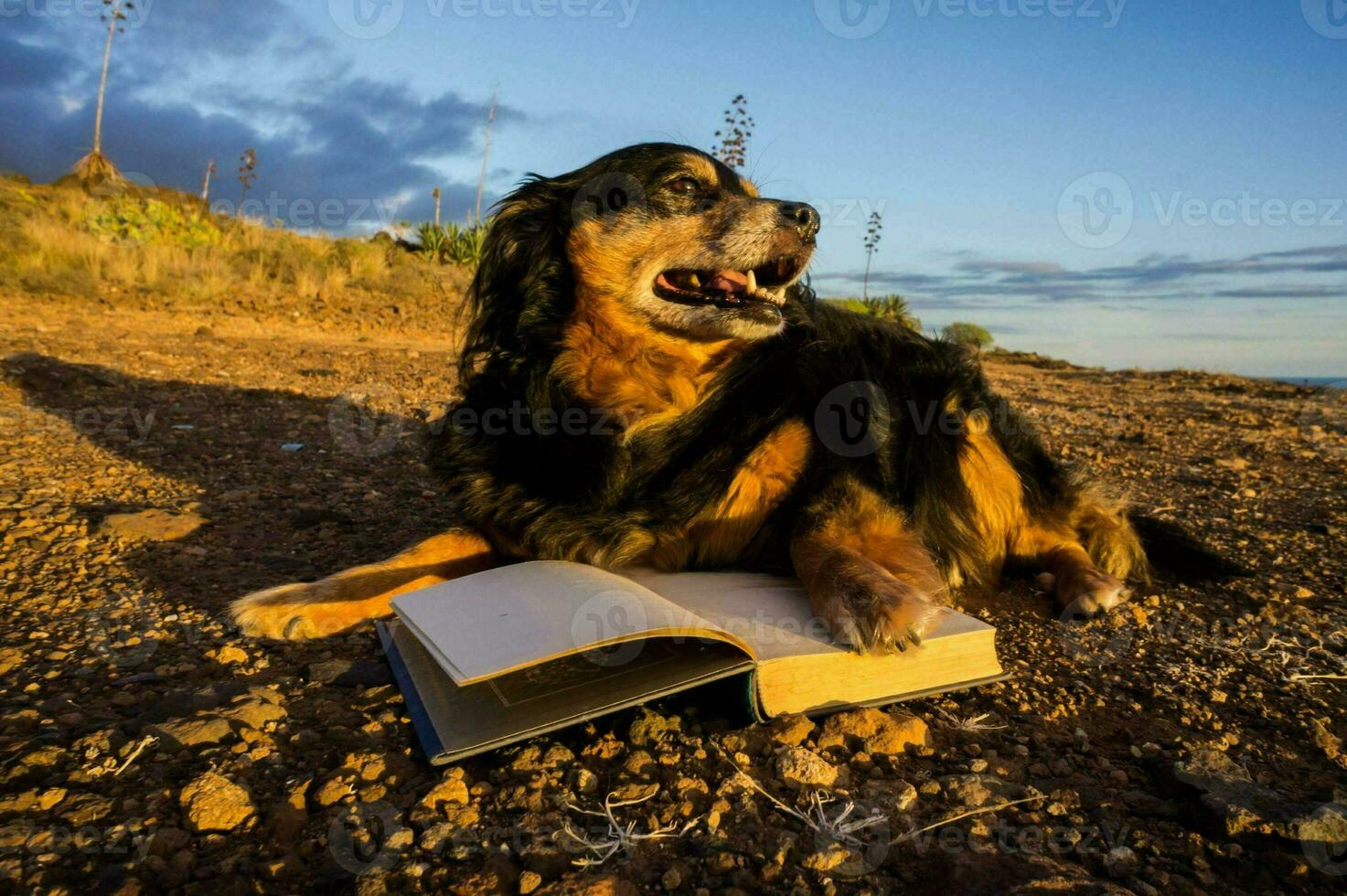 a dog laying on the ground with an open book photo