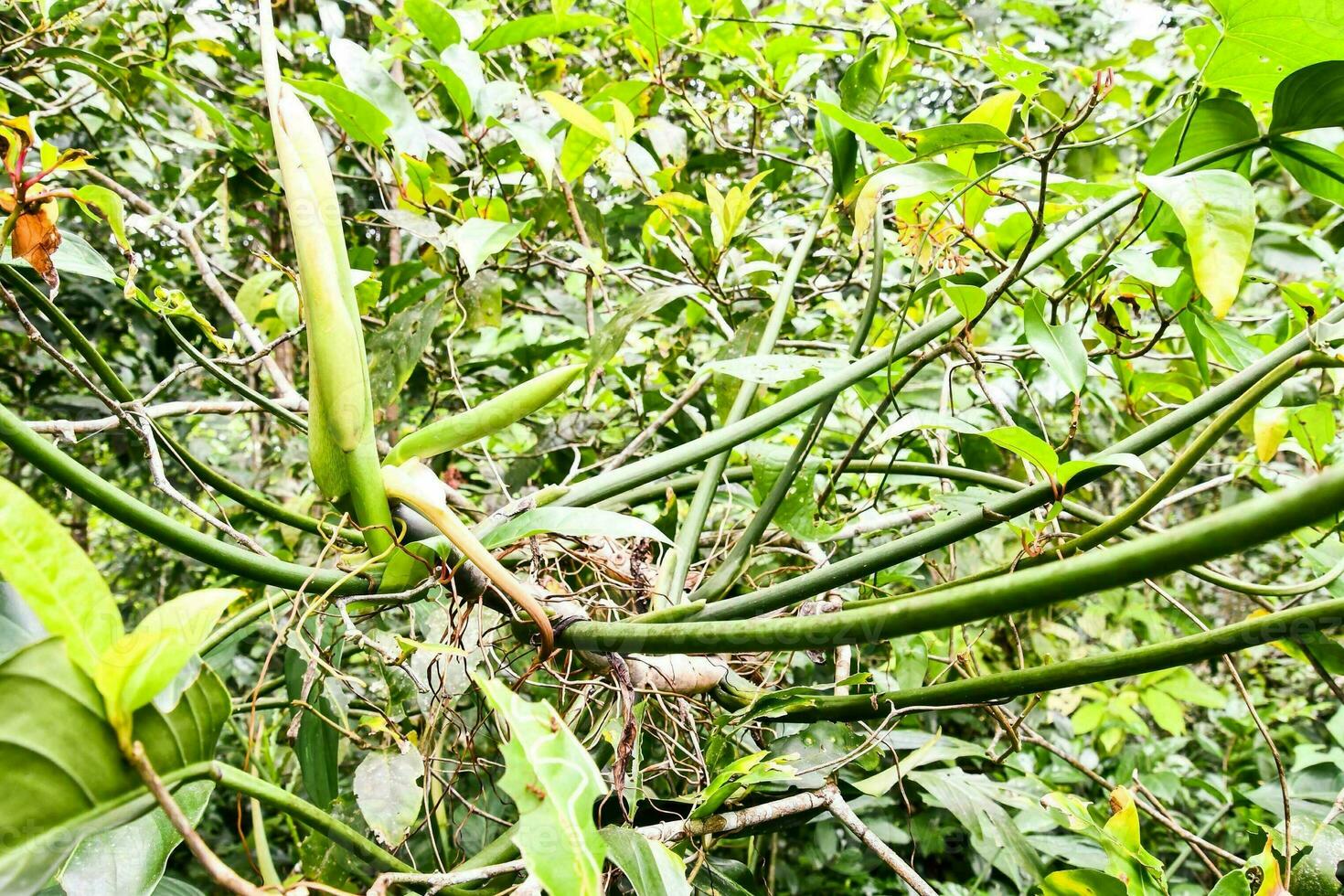 a plant with many leaves and green stems photo