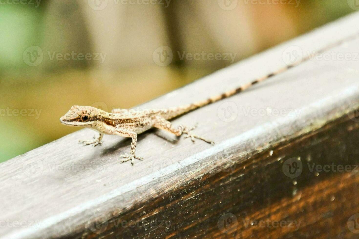 a small lizard sitting on a wooden ledge photo