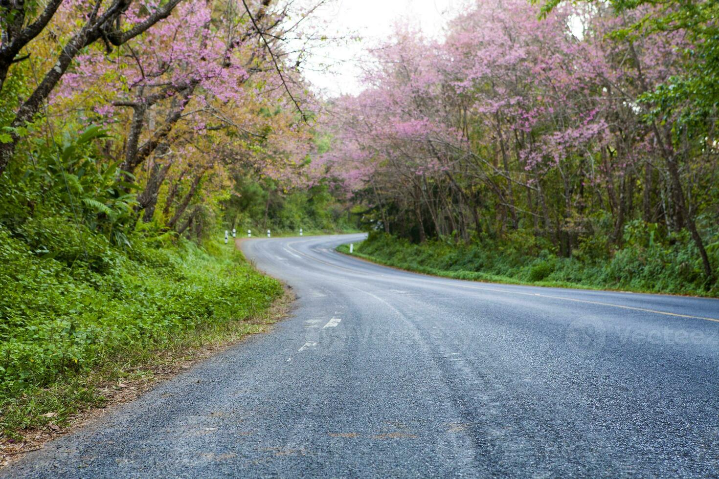 pink cherry blossom blooming at doi angkhang chiang mai northern of thailand photo