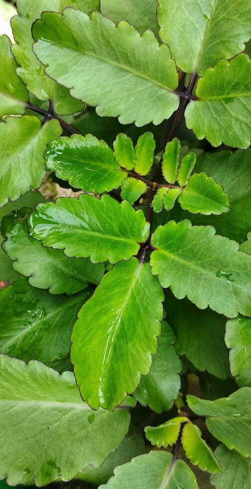 Bryophyllum pinnatum or Kalanchoe pinnata is a traditional medicinal plant used in ethnomedicinal practice for the treatment of kidney stones and urinary tract insufficiency. photo