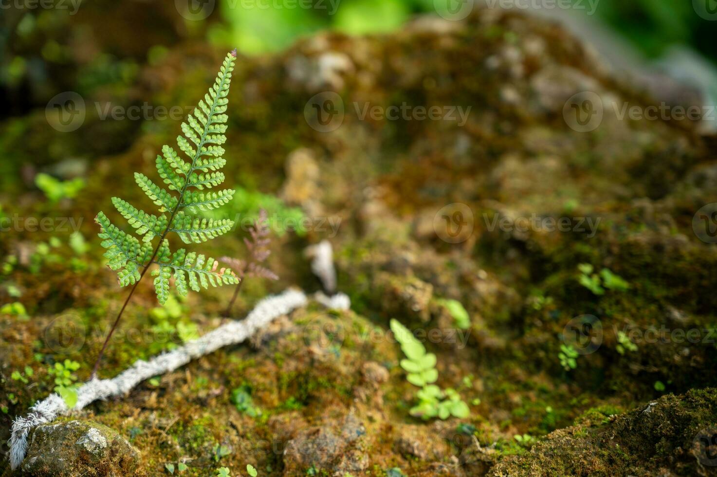 Lush green leaf texture background, nature's intricate details, perfect for eco-themed designs and vibrant concepts.Captivating green leaf texture background. photo