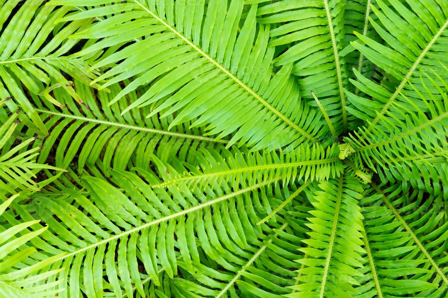 Lush green leaf texture background, nature's intricate details, perfect for eco-themed designs and vibrant concepts.Captivating green leaf texture background. photo