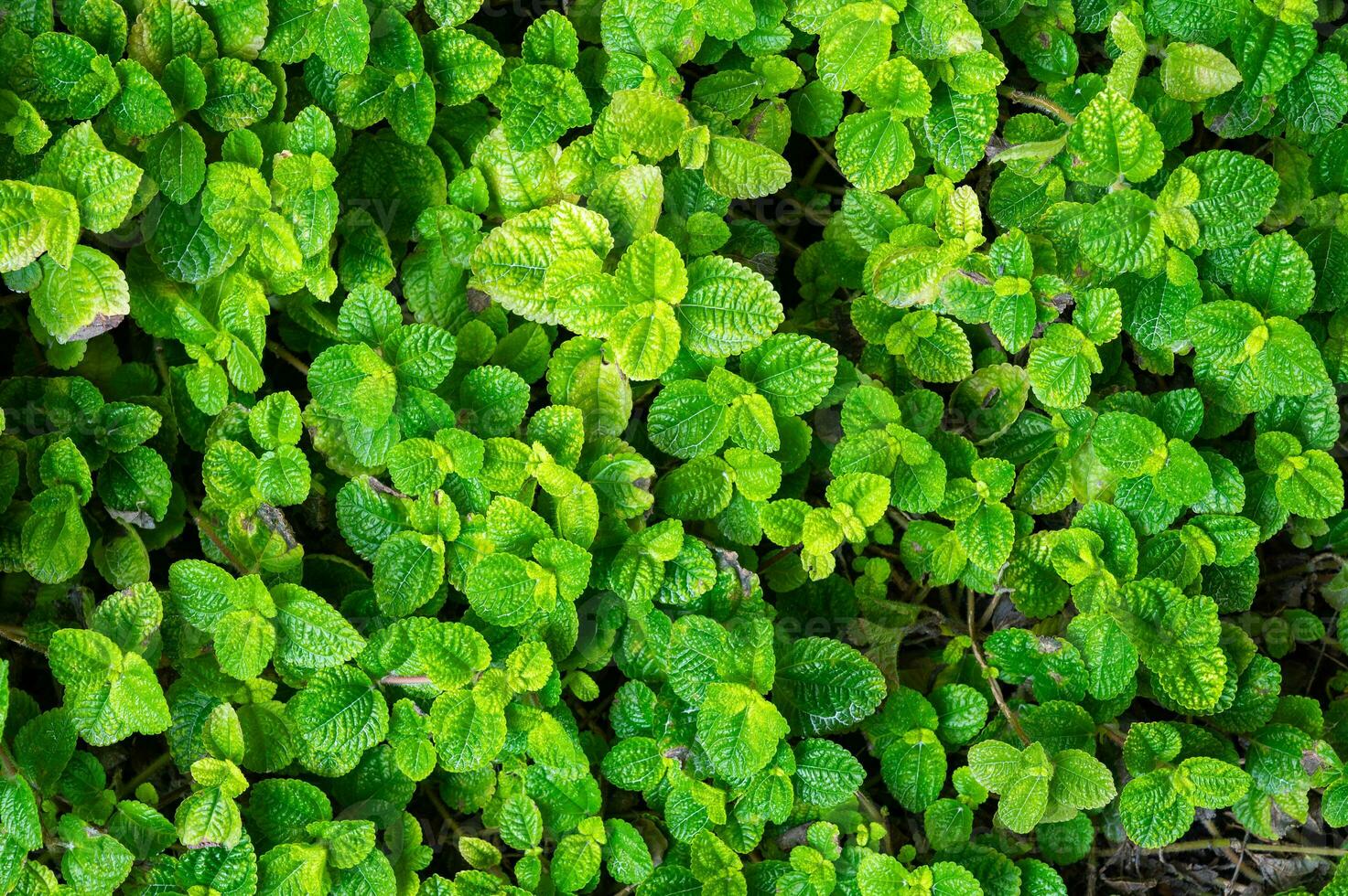 Lush green leaf texture background, nature's intricate details, perfect for eco-themed designs and vibrant concepts.Captivating green leaf texture background. photo