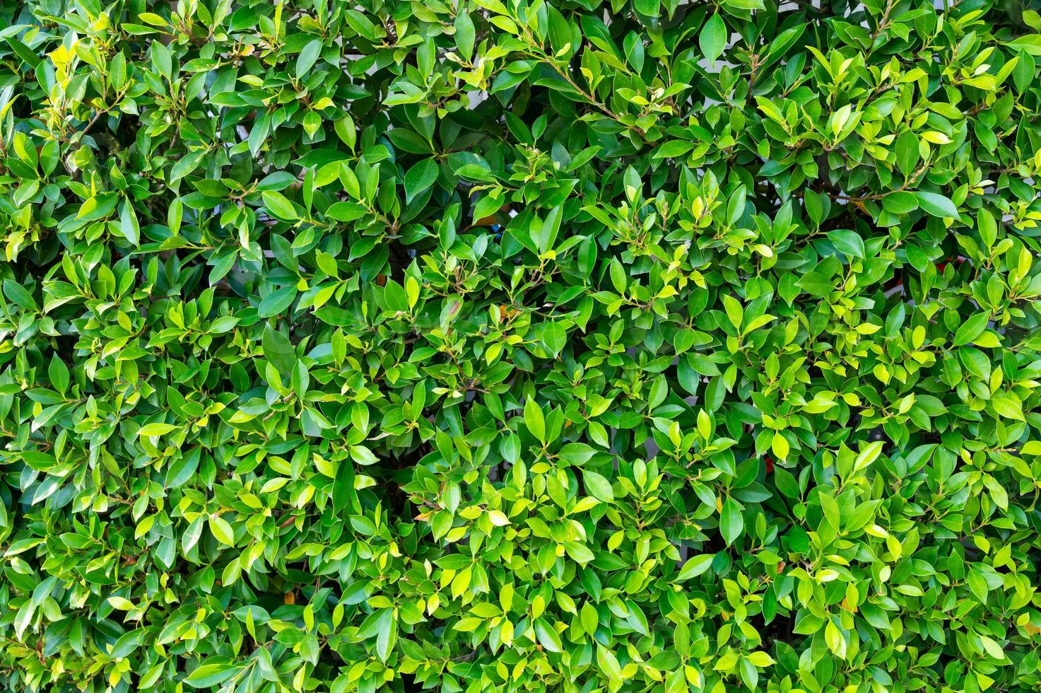 Lush green leaf texture background, nature's intricate details, perfect for eco-themed designs and vibrant concepts.Captivating green leaf texture background. photo