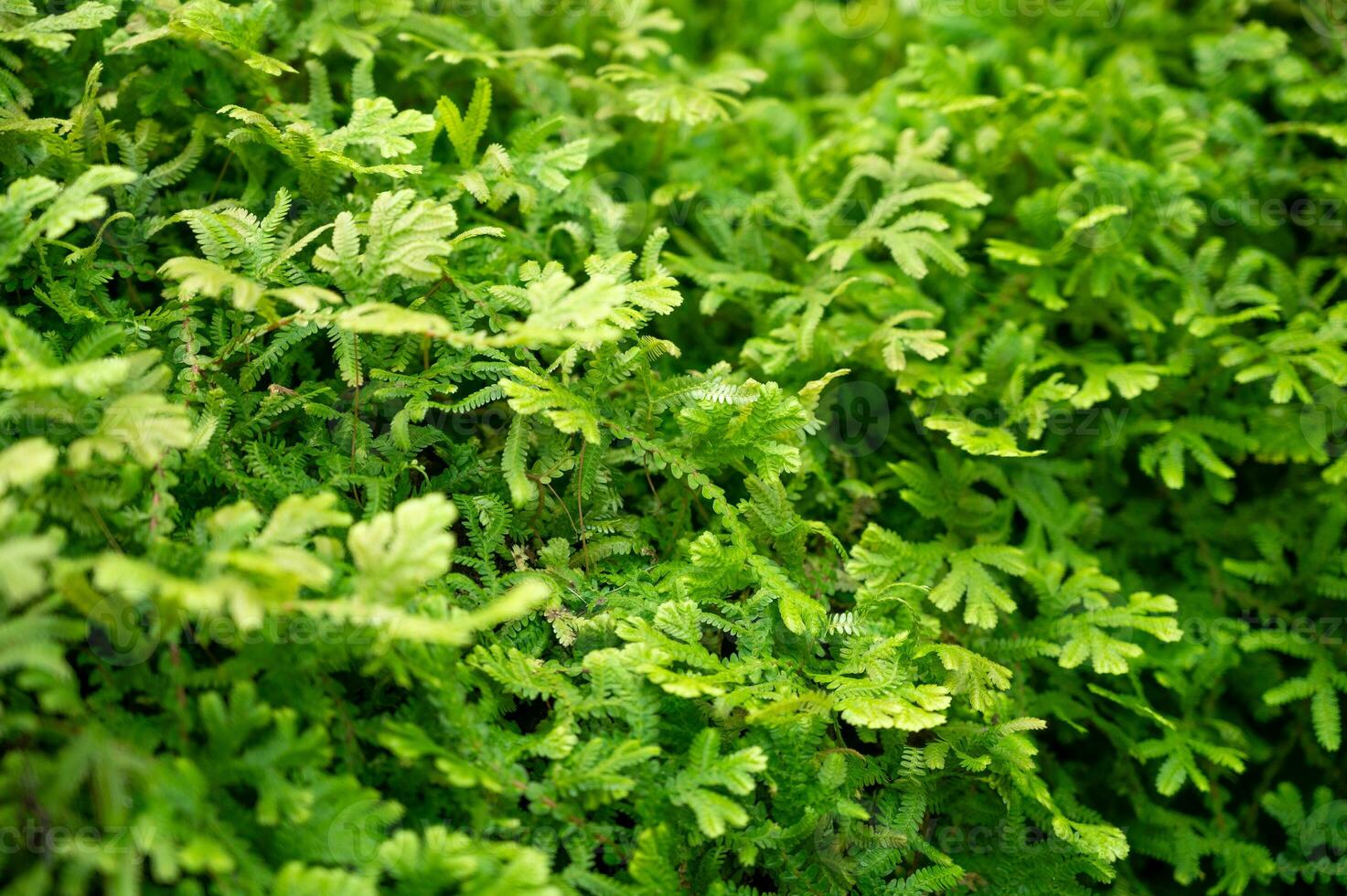 lozano verde hoja textura fondo, de la naturaleza intrincado detalles, Perfecto para eco-temática diseños y vibrante conceptos.cautivantes verde hoja textura antecedentes. foto