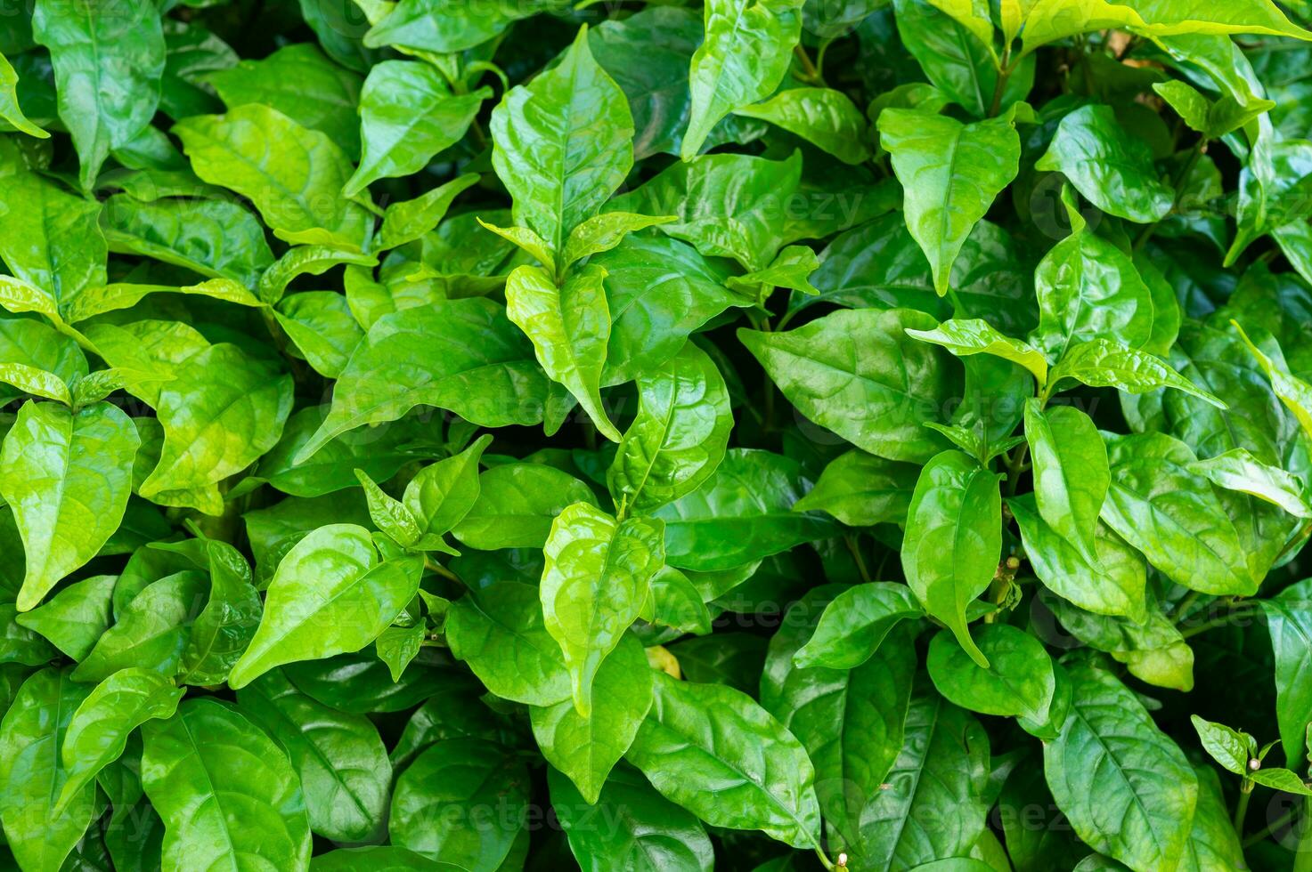 lozano verde hoja textura fondo, de la naturaleza intrincado detalles, Perfecto para eco-temática diseños y vibrante conceptos.cautivantes verde hoja textura antecedentes. foto