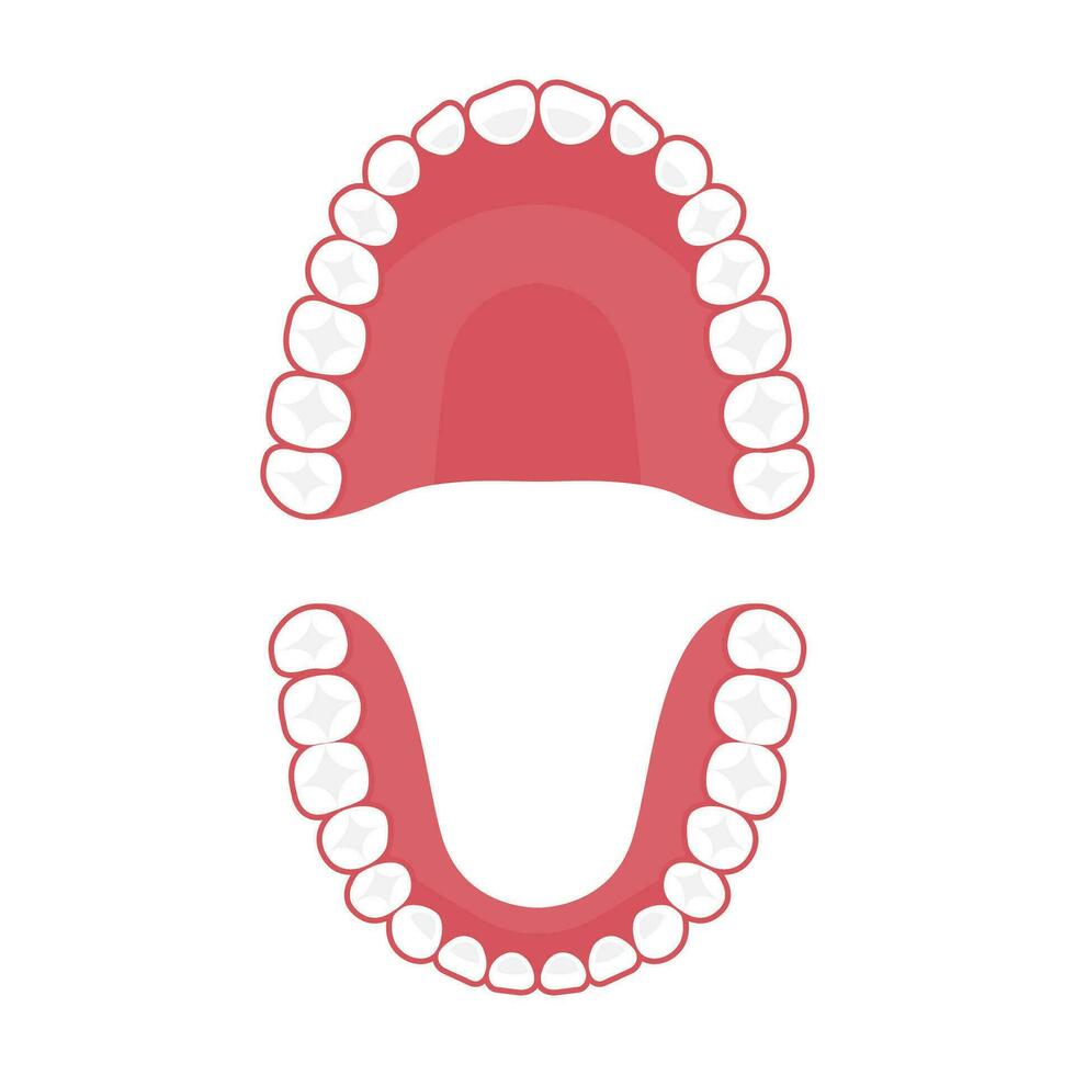 Teeth upper and lower jaw, vector tooth for dental clinic