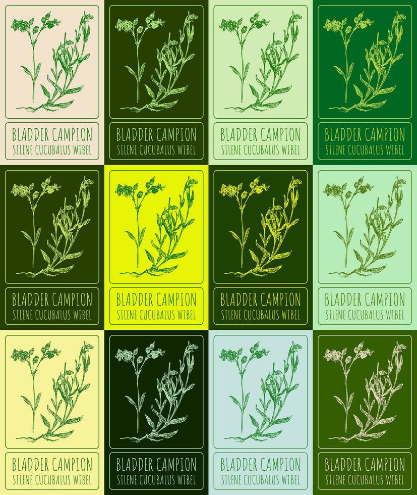 Set of vector drawing of BLADDER CAMPION  in various colors. Hand drawn illustration. Latin name SILENE CUCUBALUS WIBEL.