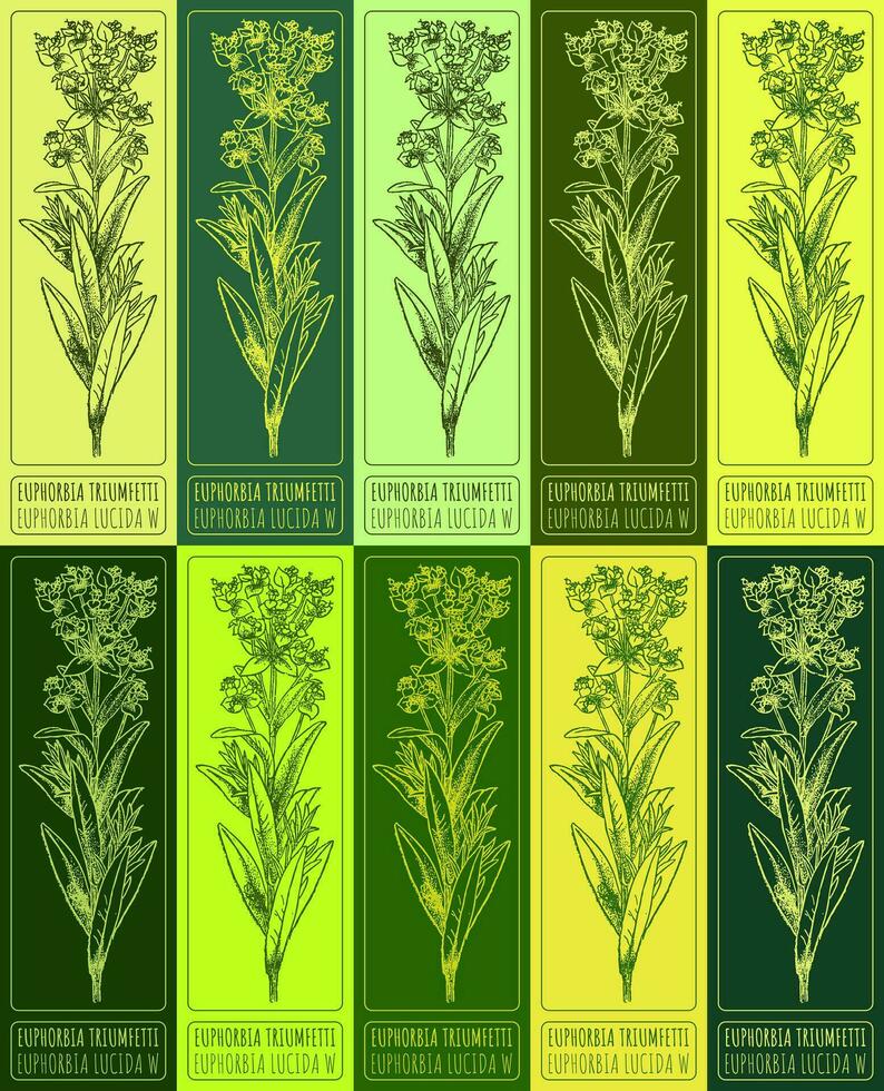 Set vector drawing of EUPHORBIA TRIUMFETTI in various colors. Hand drawn illustration. Latin name EUPHORBIA LUCIDA WALDST.