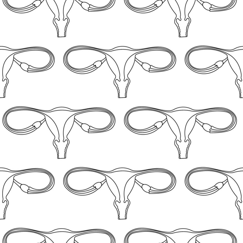 uterus organ woman vector cycle pattern line