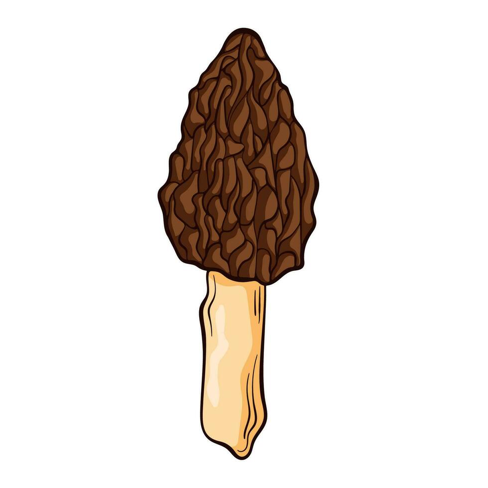 Morel mushroom in cartoon style. Forest fungus, organic nature food. Fungi morel mushroom sketch. Vector illustration isolated on a white background.