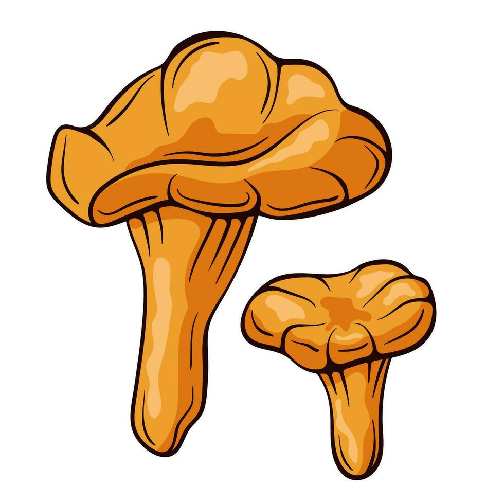 Chanterelle mushrooms colorful in cartoon style. Food drawing sketch hand drawn. Vector illustration isolated on a white background.