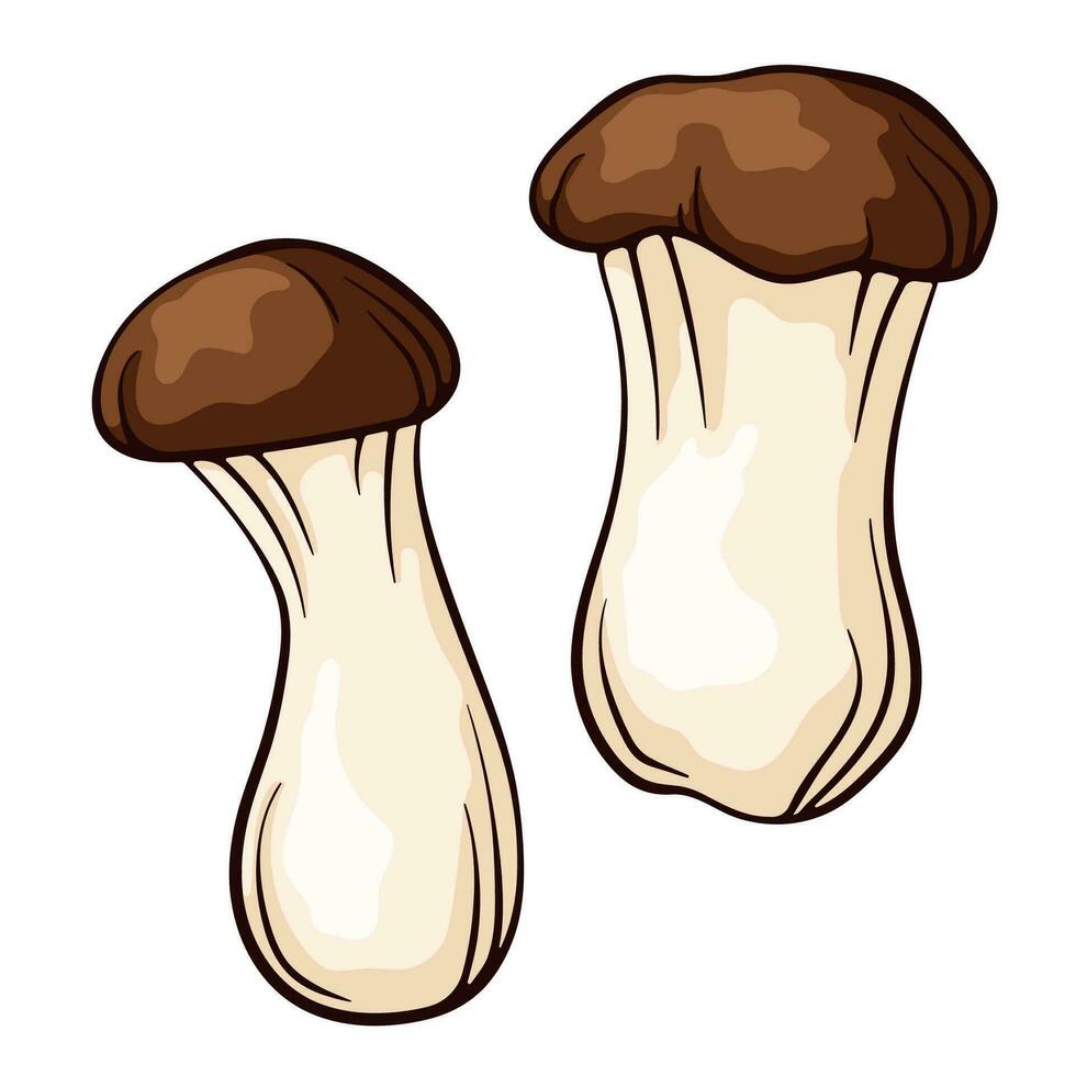 King trumpet mushroom in cartoon style. Eringi king oyster hand drawn, sketch. Vector illustration isolated on a white background.