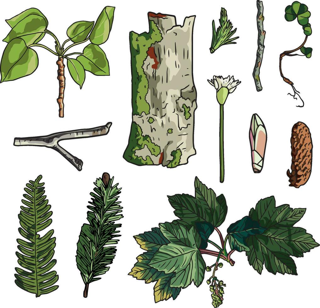 Hand drawn Green leaf collection palm leaf, plant forest herbs tropical leaves. Forest leaf Graphic Vector illustration