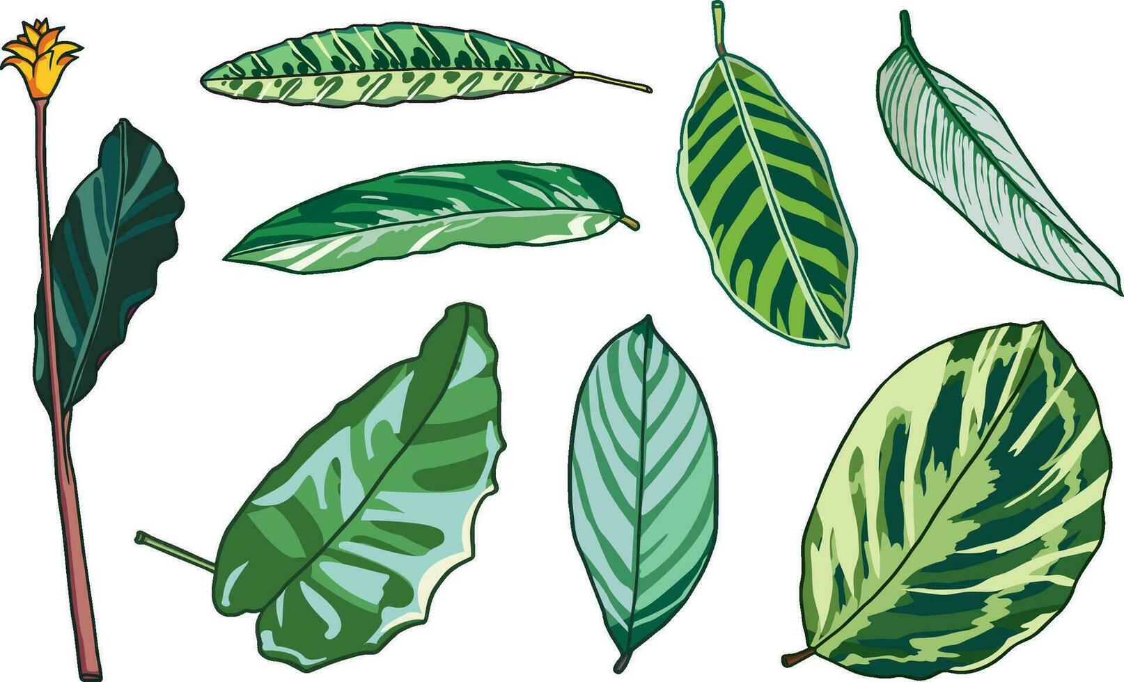 Hand drawn Green leaf Fern collection Summer palm leaf, plant forest herbs tropical leaves. Graphic Vector illustration