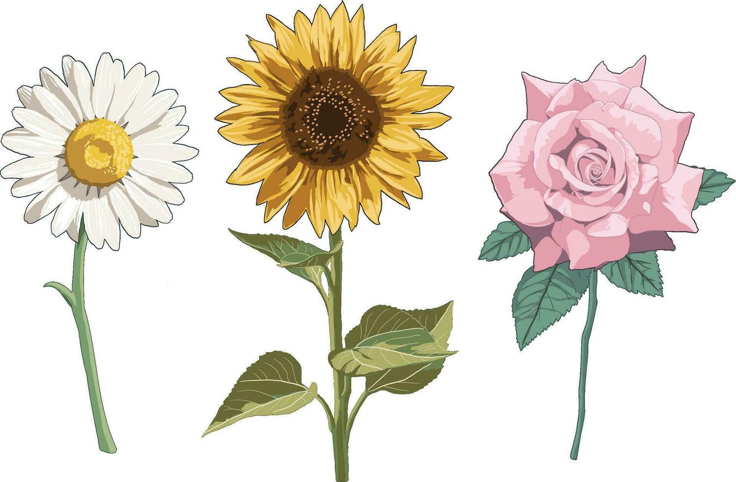 realista flor botánico planta dibujos ilustración girasol margarita y Rosa vector