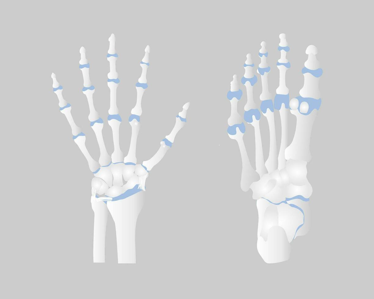 bone of the hand and foot anatomy, internal organs body part orthopedic health care, vector illustration cartoon flat character design clip art