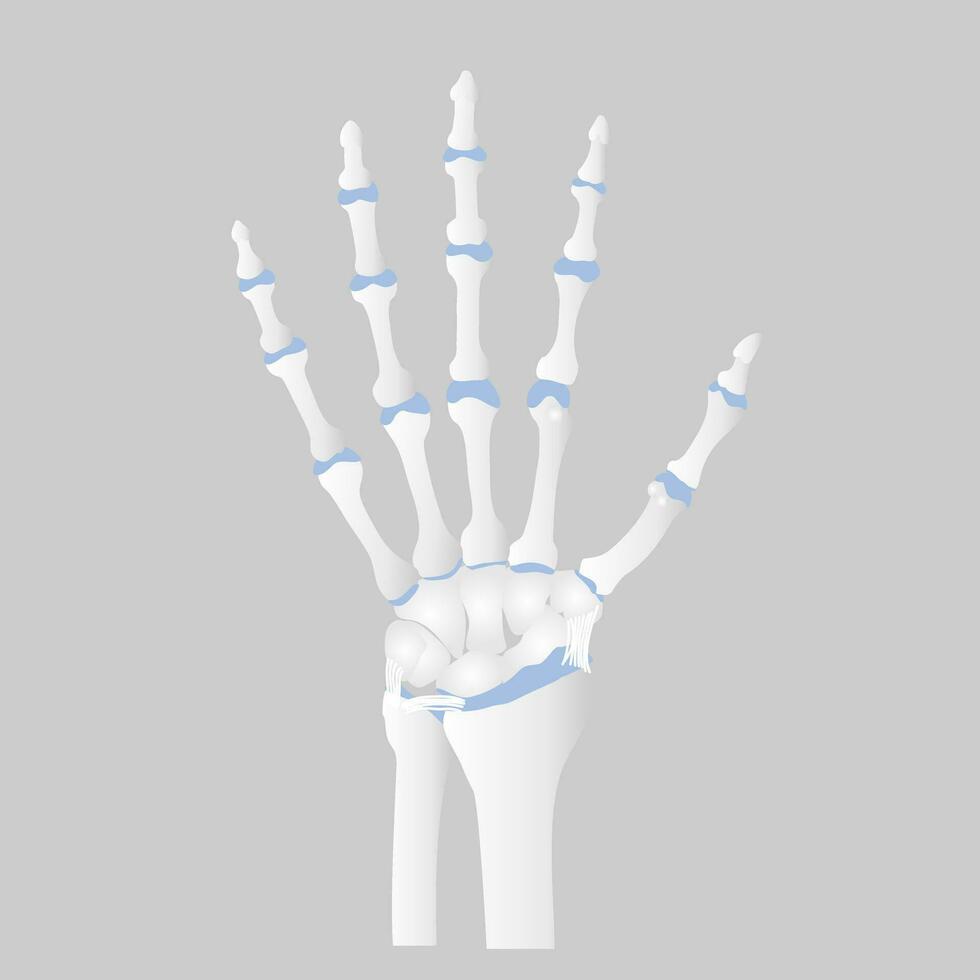 bone of the hand anatomy, internal organs body part orthopedic health care, vector illustration cartoon flat character design clip art