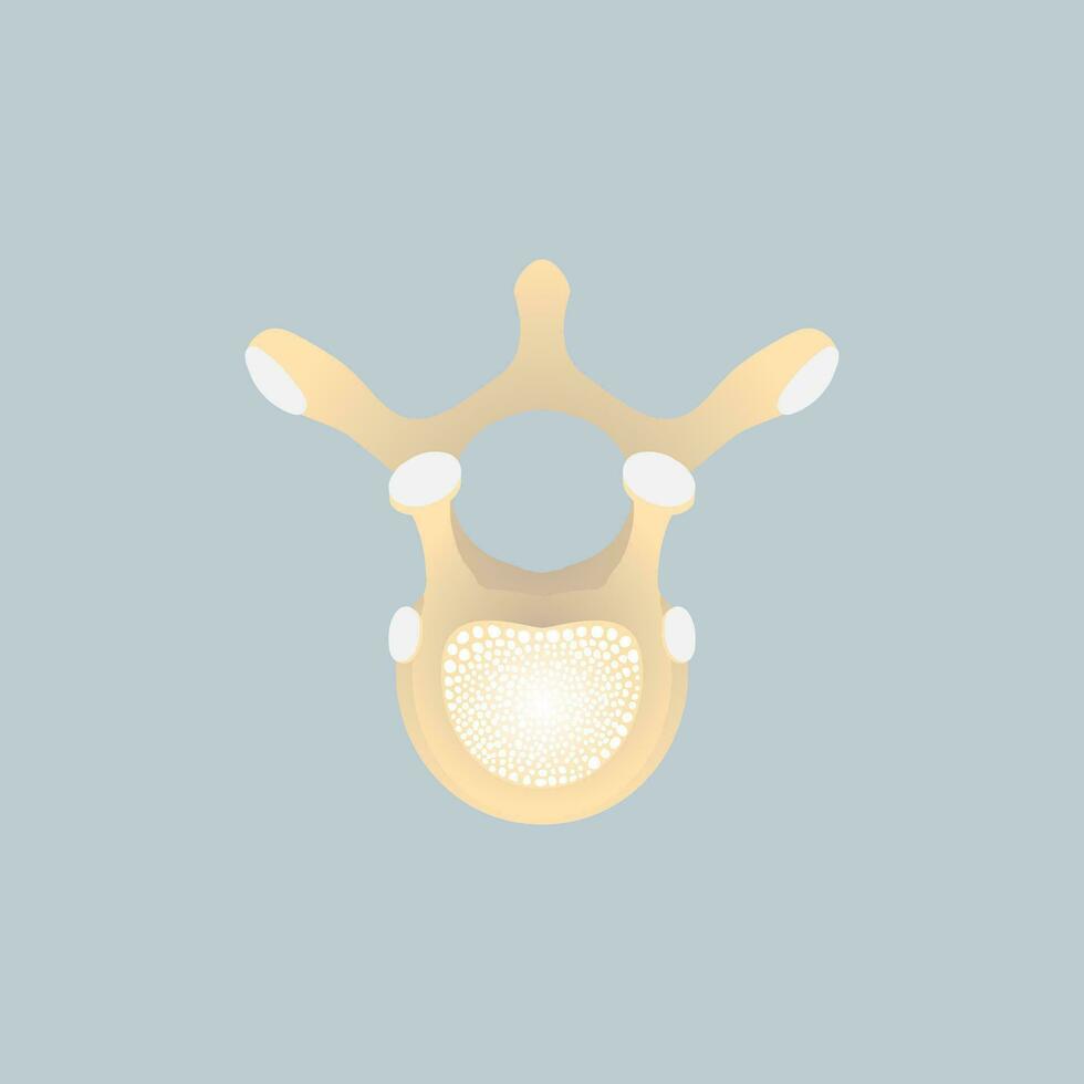 anatomy of thoracic vertebrae or dorsal vertebrae upper side view, bone, internal organs body part orthopedic health care, vector illustration cartoon flat character design clip art