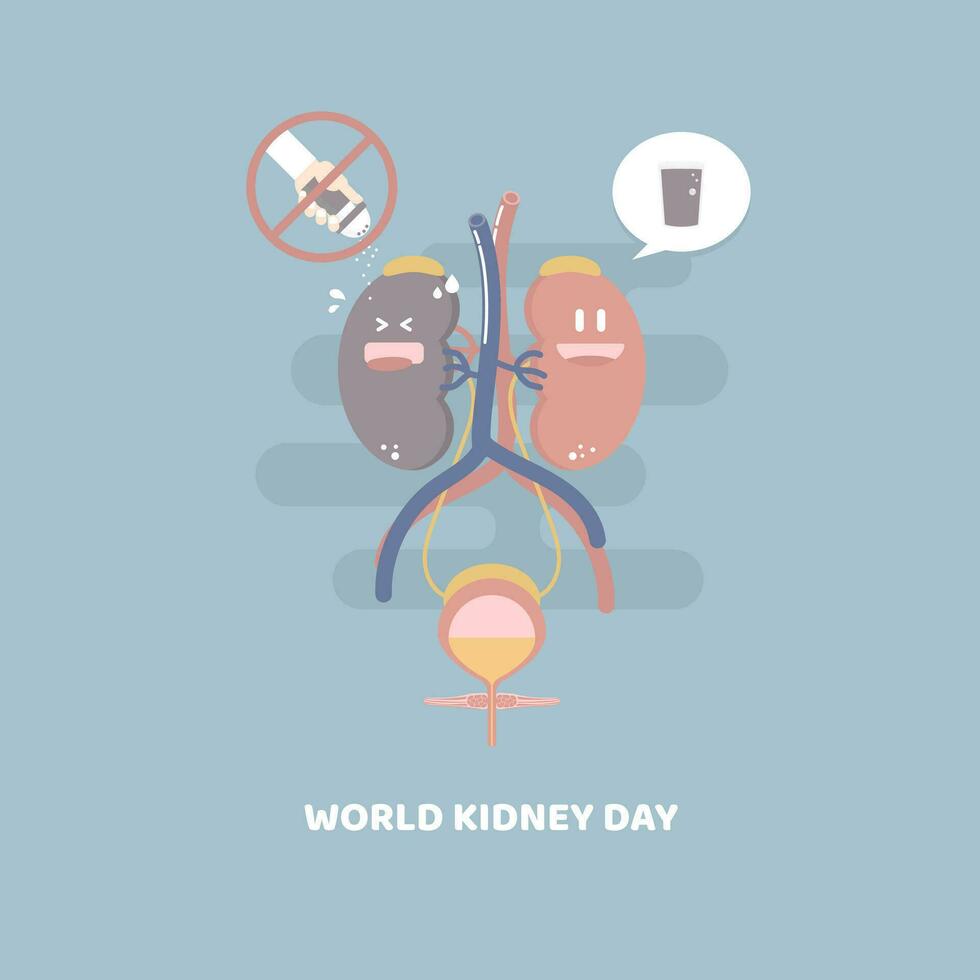 mundo riñón día, riñón y vejiga salud cuidado infografía diagrama, cortar abajo en sal con mano participación sal criba vibradora y bebida un montón de agua concepto, plano personaje diseño acortar Arte vector ilustración