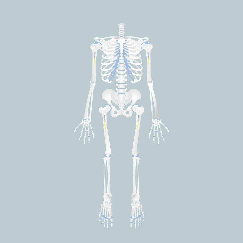 anatomy of human bone skeleton, internal organs body part orthopedic health care, vector illustration cartoon flat character design