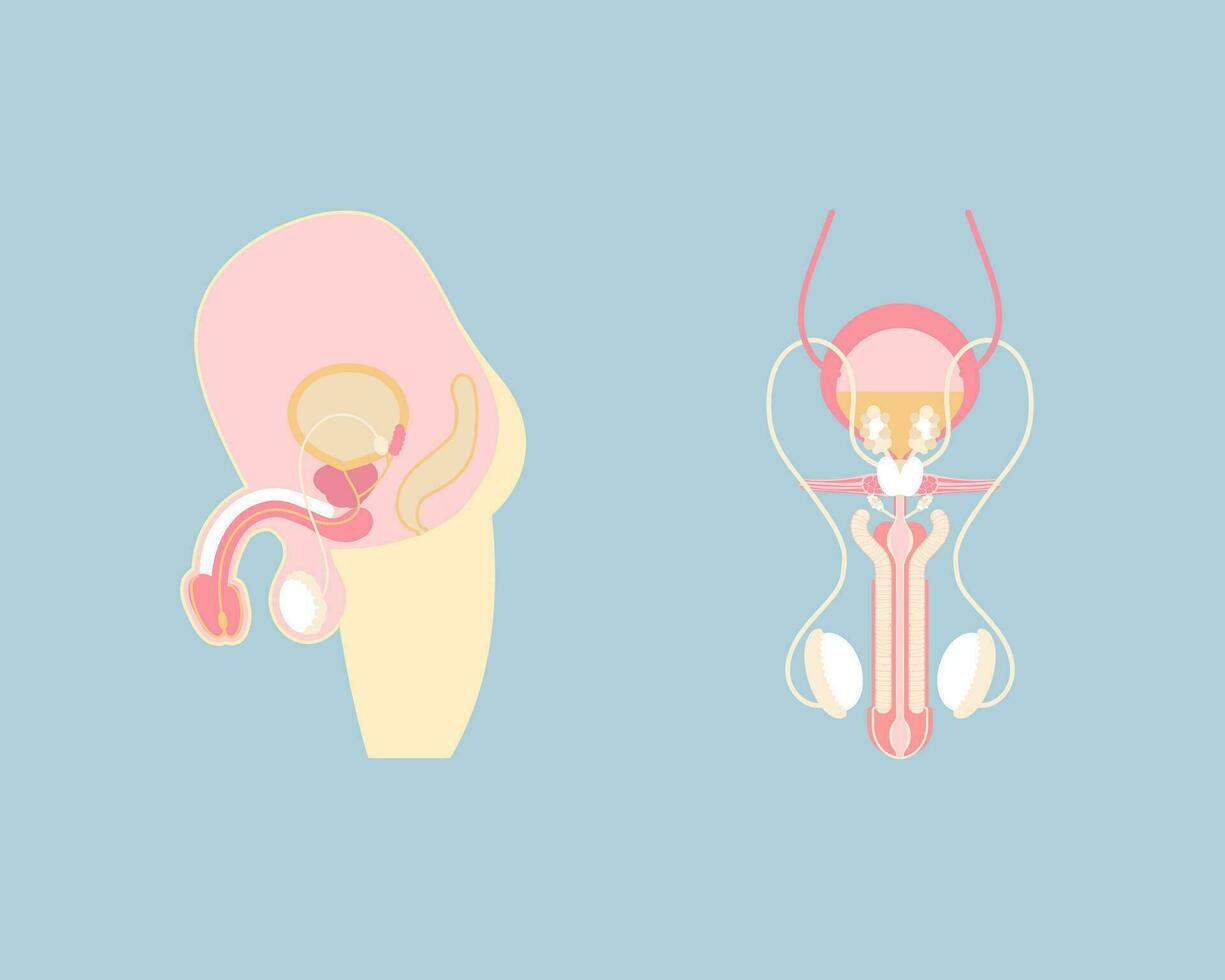 masculino reproductivo sistema y esperma, interno órganos anatomía cuerpo parte nervioso sistema, vector ilustración dibujos animados plano personaje diseño acortar Arte