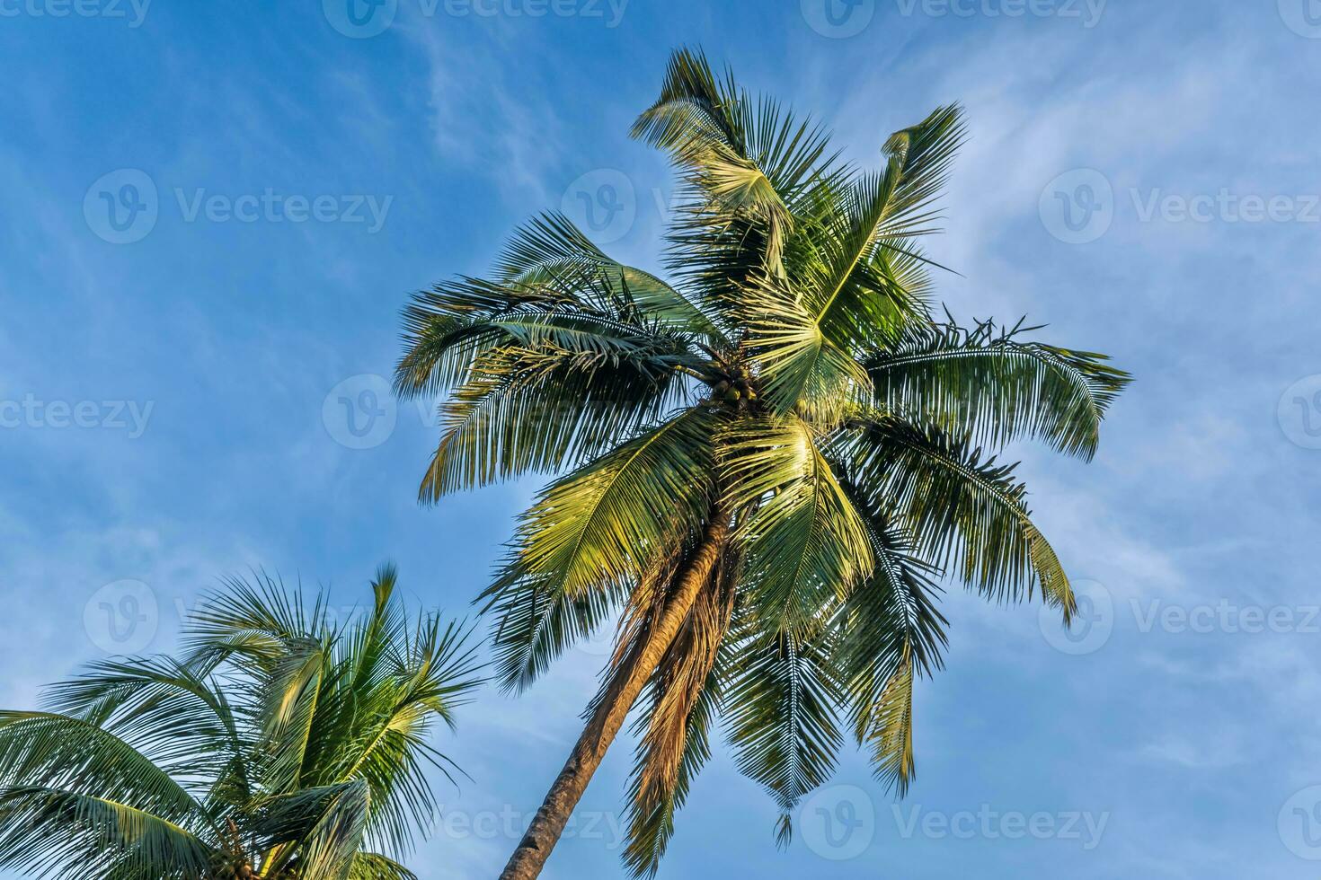silhouettes of coconut trees palms against the blue sky of India with sunset photo